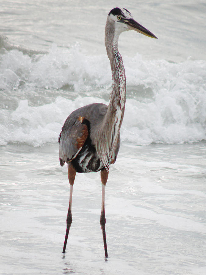 Blue Heron standing in ocean waves  Photograph by Rose  Hill