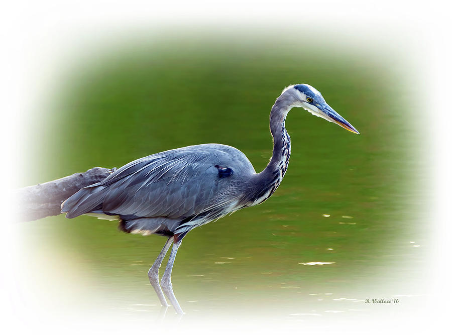 Blue Heron Standing Still Photograph by Brian Wallace