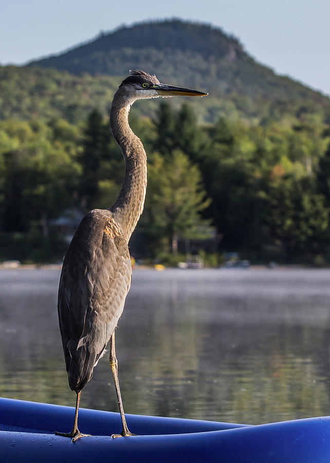Blue Heron Standing Tall Photograph by Tim Kirchoff
