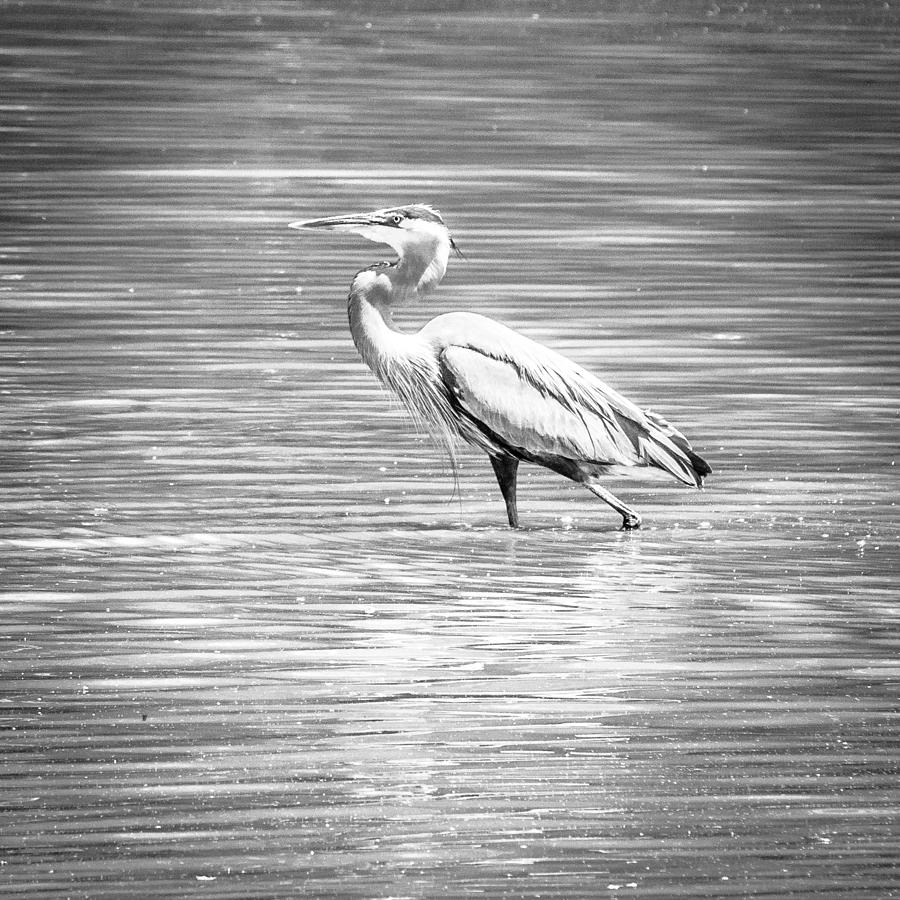 Blue Heron Strut Photograph by Wade Brooks