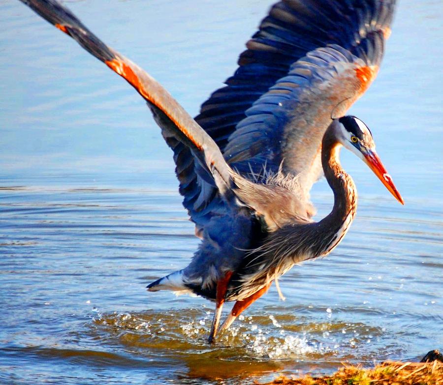 Blue Heron Photograph by Sumoflam Photography
