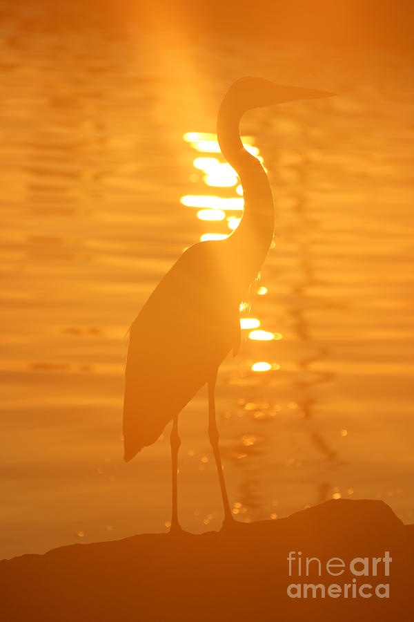 Blue Heron Sunrise Photograph by Rachel Morrison