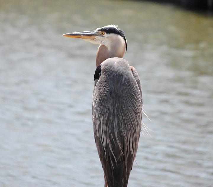 Louisiana Blue Heron Photograph by Suzanna Ebbecke | Fine Art America