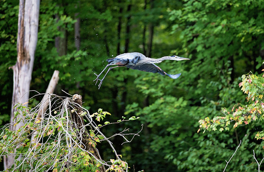 Blue Heron Take Off Photograph by Deborah Penland
