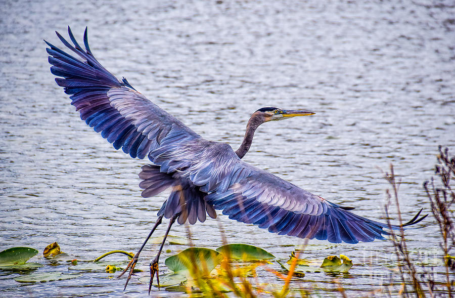 Blue Heron  Take Off  Photograph by Peggy Franz