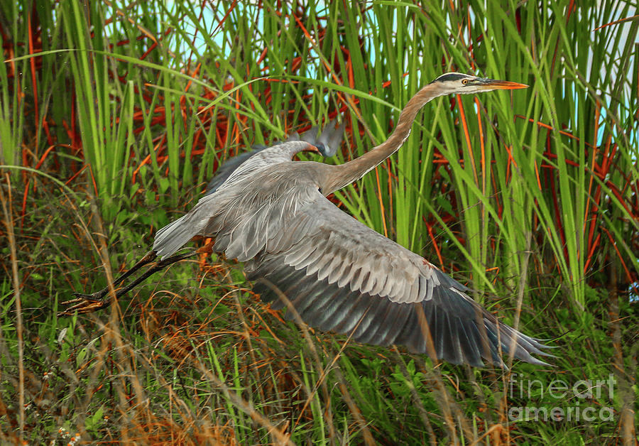 Blue Heron Take-Off Photograph by Tom Claud