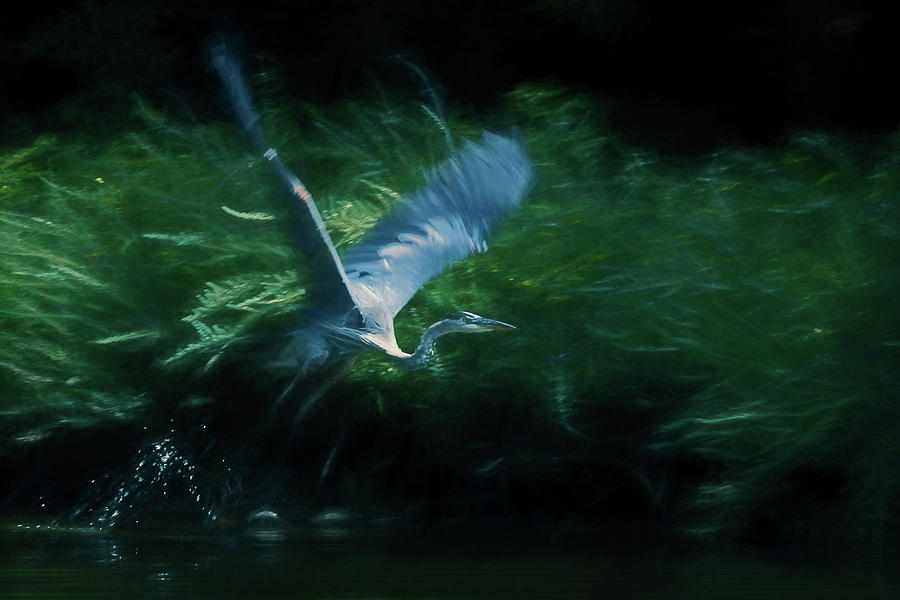 Blue Heron Take Off Photograph by Wade Brooks