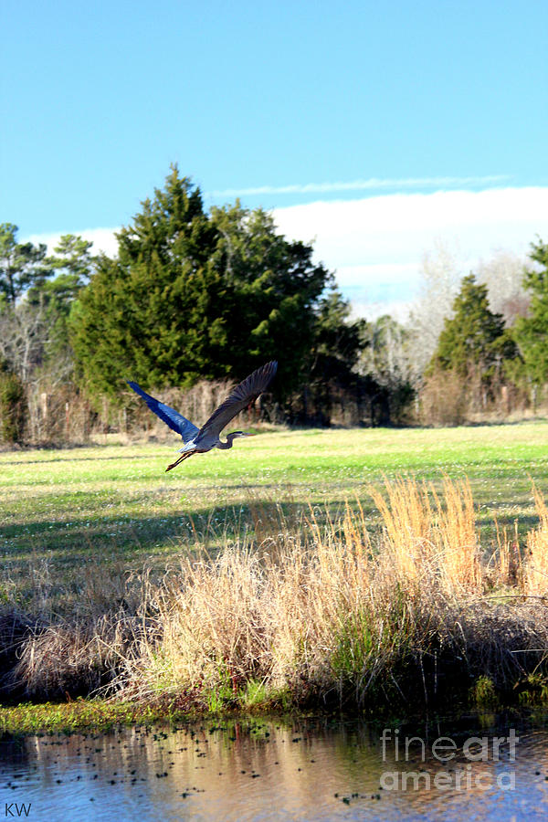 Blue Heron Taking to Flight Photograph by Kathy White