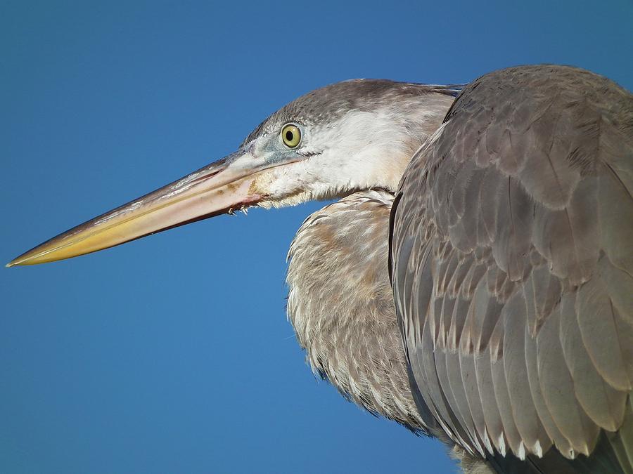 Blue Heron Photograph by Tammy Chesney