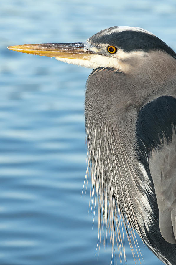 Blue Heron Photograph by Terry Dadswell