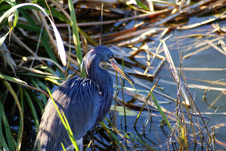 Blue Heron Thoughts Photograph by Florene Welebny