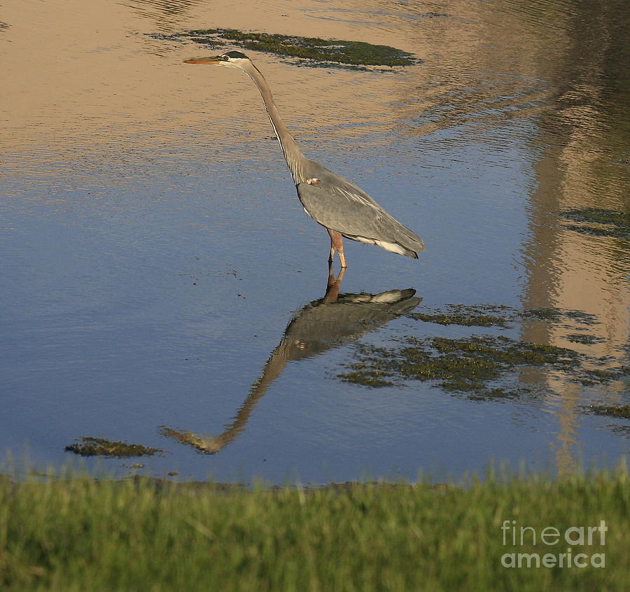 Blue Heron-Time to reflect Photograph by Robert Pearson