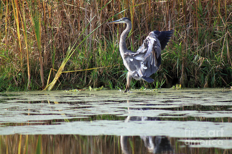 Blue Heron Touching Down Photograph by Cathy Beharriell