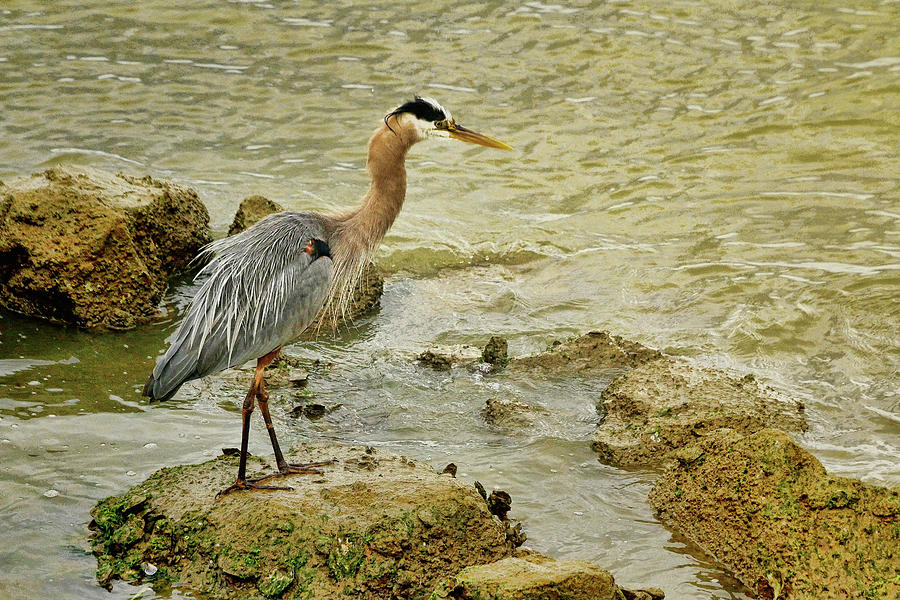 Blue Heron Waiting For The Next Meal Photograph