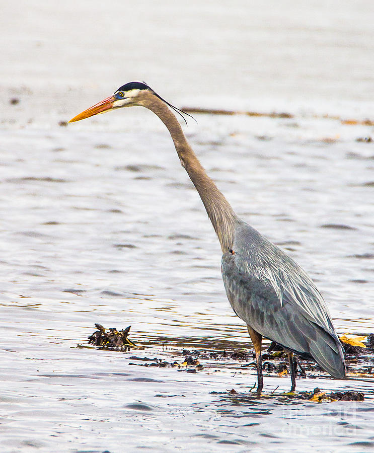 Blue Heron Walking Tall Photograph by Bill Woodstock - Fine Art America