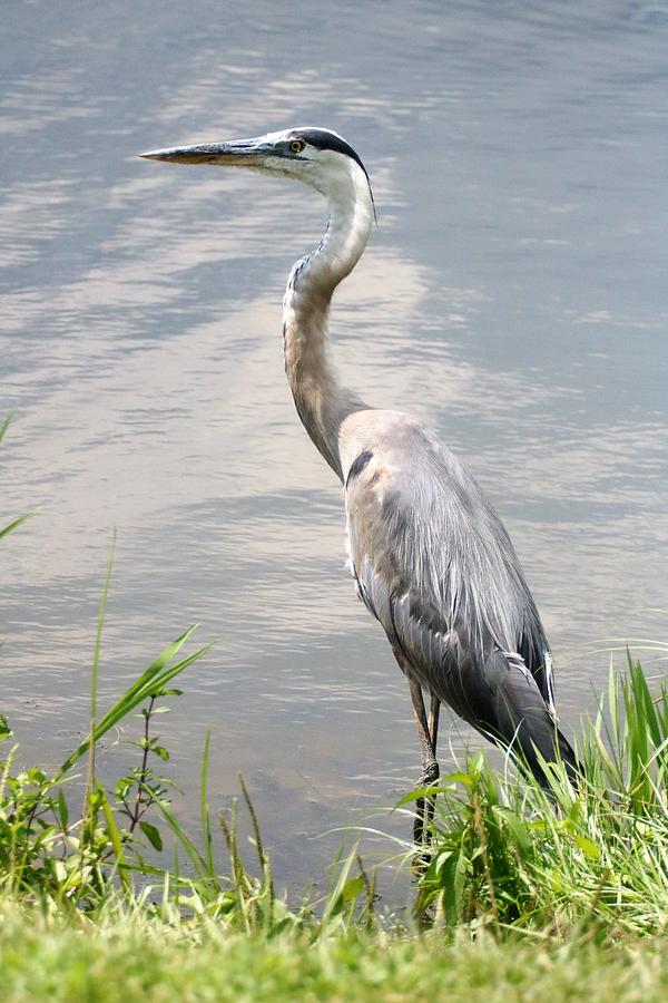 Blue Heron Photograph by Wendy Gertz | Fine Art America