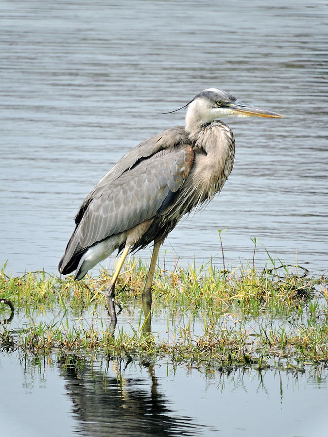 Pond Photograph - Blue Heron by William Albanese Sr