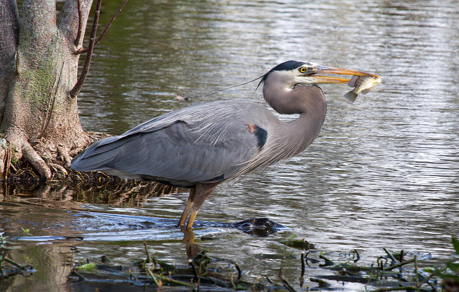 Blue Heron with fish Photograph by Mary Johnston - Fine Art America