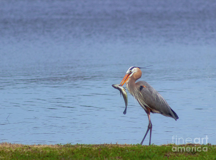 Blue Heron with Fish Photograph by Ty Shults