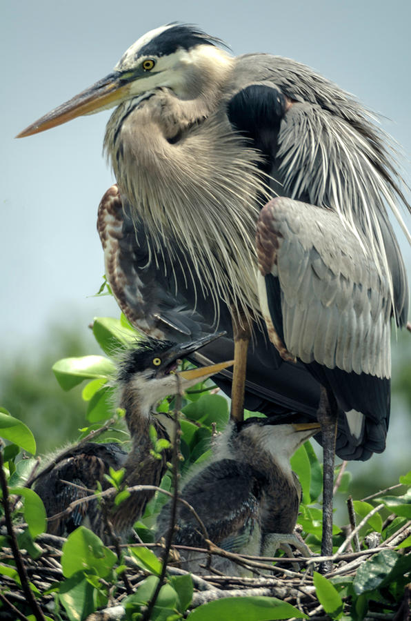Blue Heron with offspring II Photograph by Wolfgang Stocker