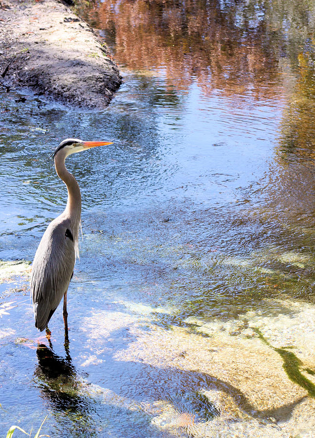 Blue Heron with Shadow Photograph by Kristin Elmquist