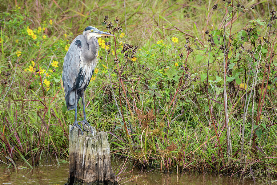 Blue Heron Yellow Flowers Photograph by Gary E Snyder