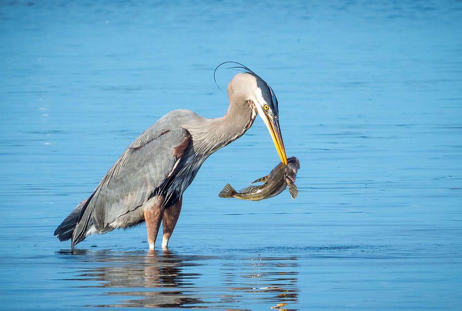 Animal Photograph - Blue Herons Catch of The Day #1 by Kristal Talbot