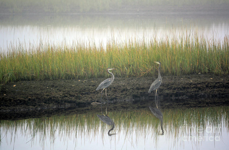 Blue herons on foggy marsh Photograph by Dianne Morgado