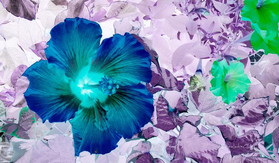 Blue Hibiscus Photograph by Diane Lindon Coy