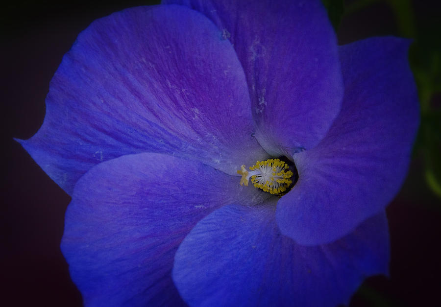 Blue Hibiscus Flower  Photograph by Saija Lehtonen