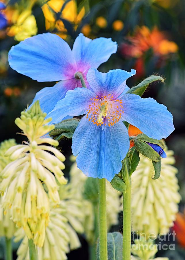 Blue Himalayan Poppies Photograph by Sharon Woerner