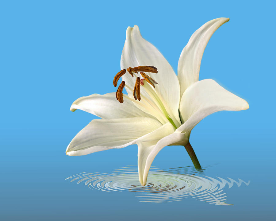 Lily Photograph - Blue Horizons - White Lily by Gill Billington