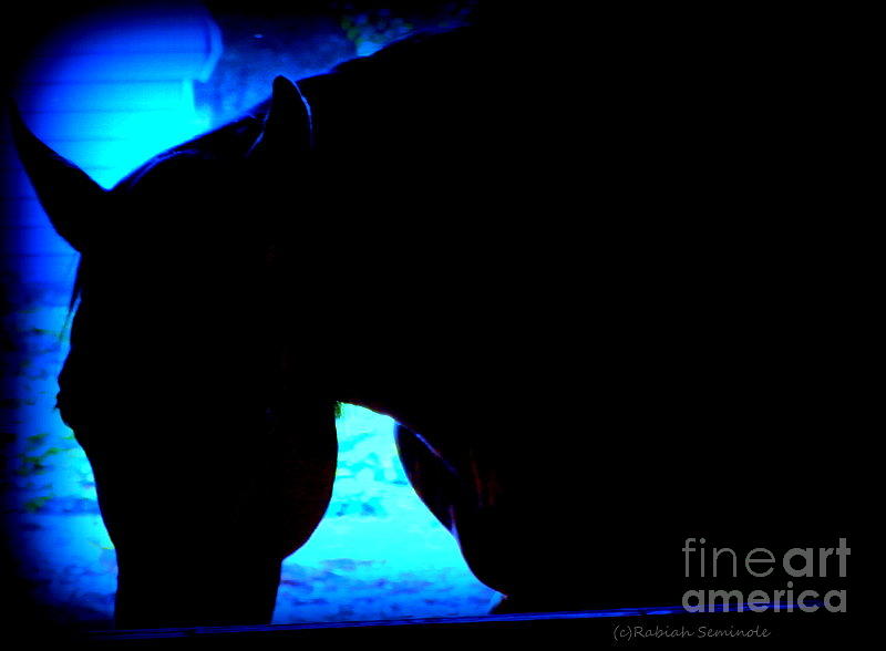 Blue Horse Photograph by Rabiah Seminole