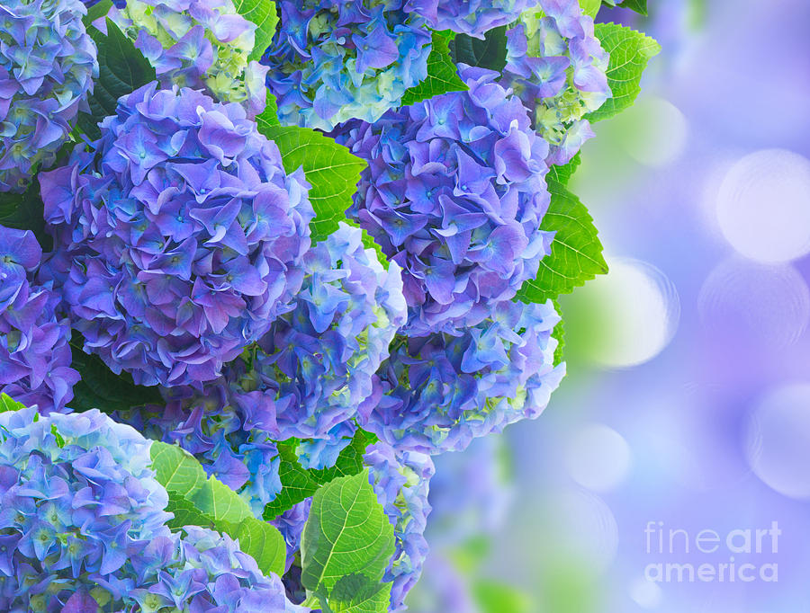 Blue Hortensia Flowers Photograph by Anastasy Yarmolovich