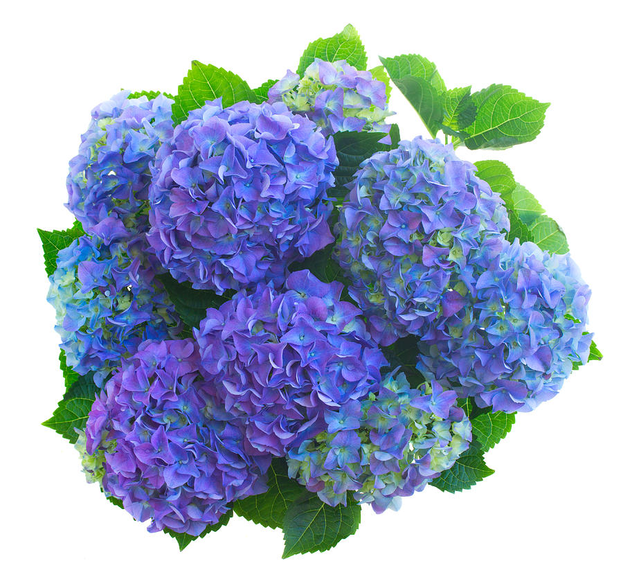 Blue Hortensia Flowers with Leaves Photograph by Anastasy Yarmolovich