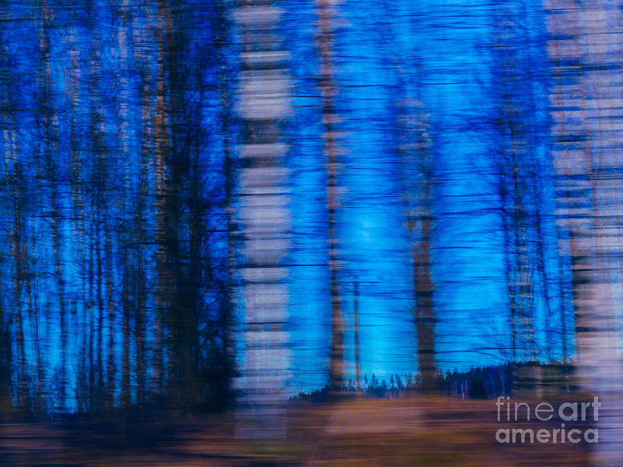 Abstract Photograph - Blue Hour in Birch Forest by Ismo Raisanen