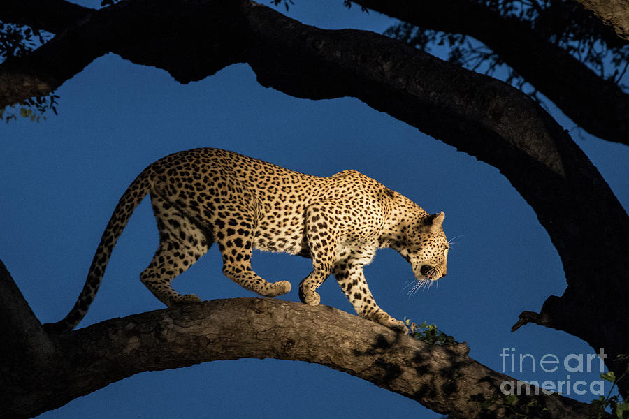 Blue Hour Leopard Photograph by Jennifer Ludlum
