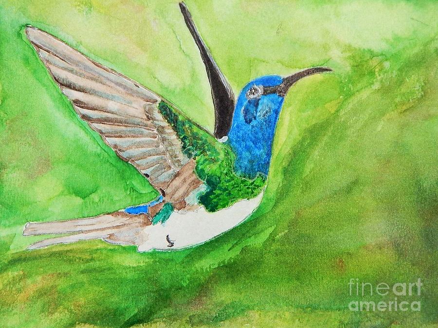 Bird Painting - Blue Humming Bird by Barbara King