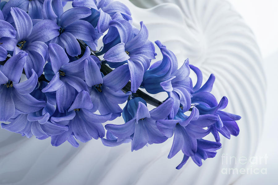 Blue Hyacinth Photograph by Ann Garrett