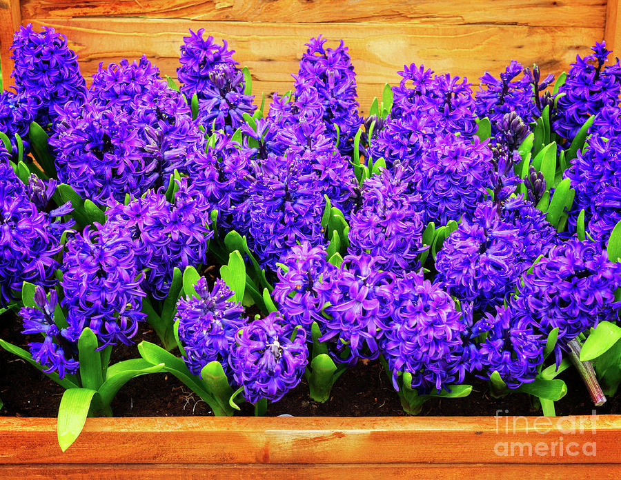 Blue Hyacinth Flowers in Box Photograph by Anastasy Yarmolovich
