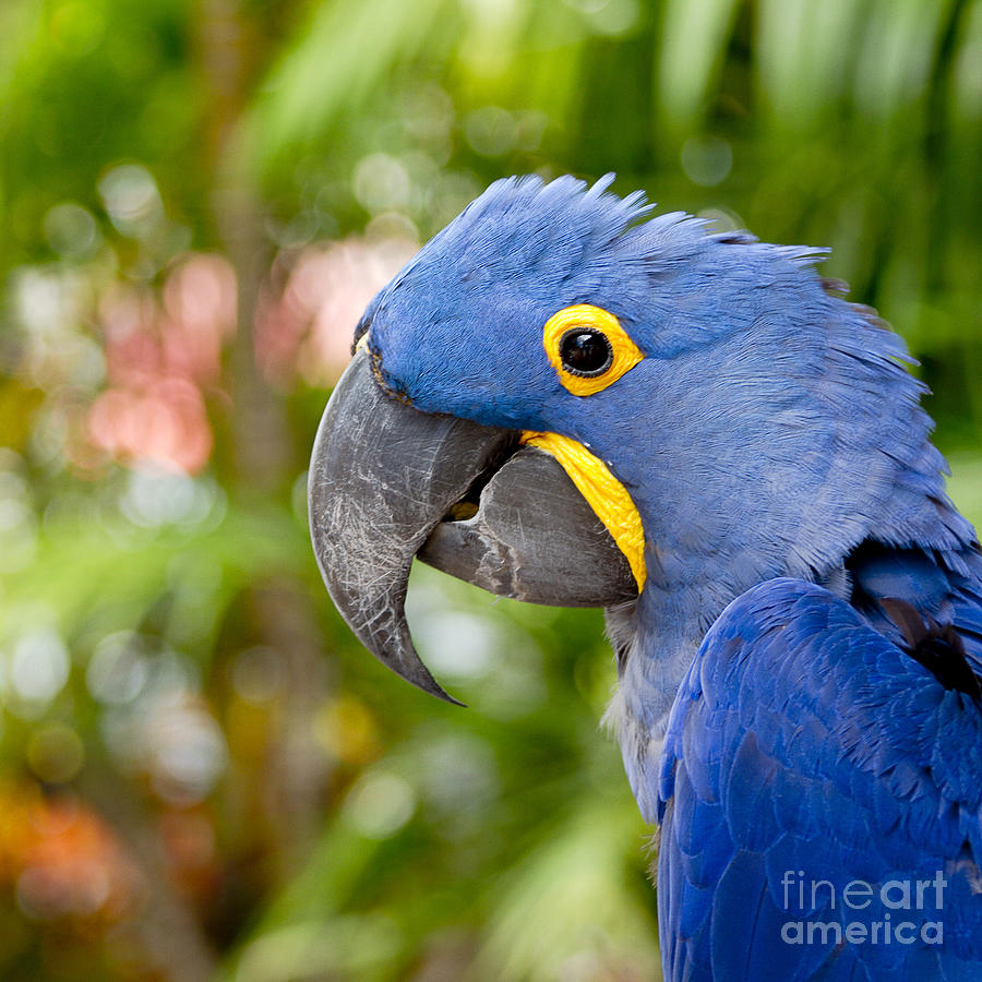 Macaw Photograph - Blue Hyacinth Macaw by Sharon Mau
