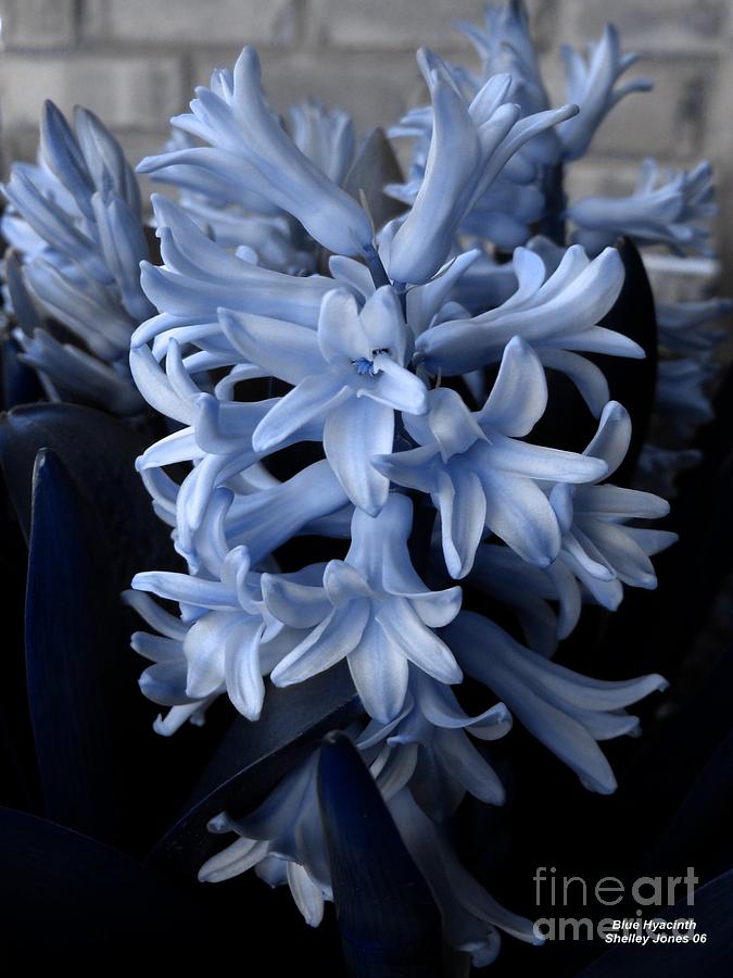BLue Hyacinth Photograph by Shelley Jones
