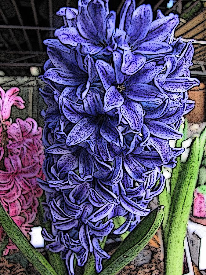 Nature Digital Art - Blue Hyacinth by Tim Allen
