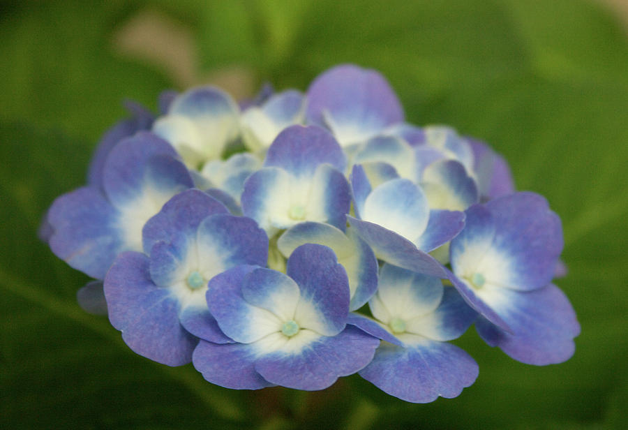 Blue Hydrangea 01 Photograph by Orange Cat Art - Fine Art America