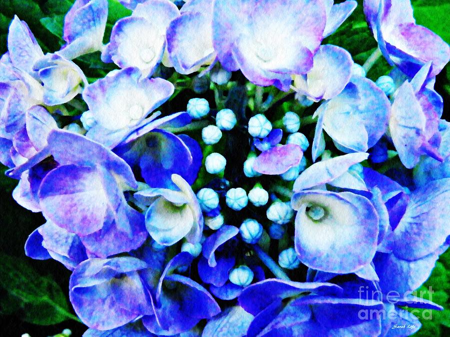 Blue Hydrangea 5 Photograph by Sarah Loft