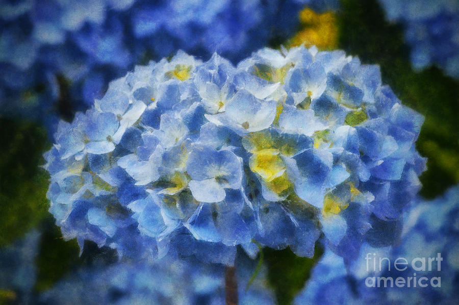 Blue Hydrangea Art Photograph by Ian Mitchell