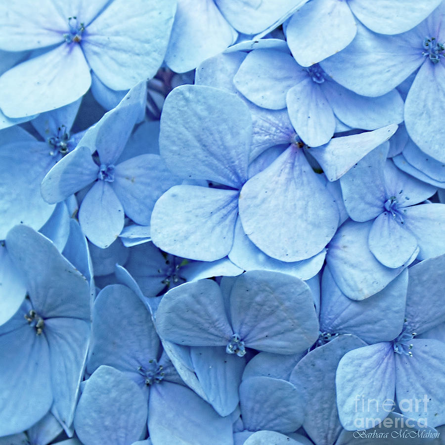 Blue Hydrangea Photograph by Barbara McMahon