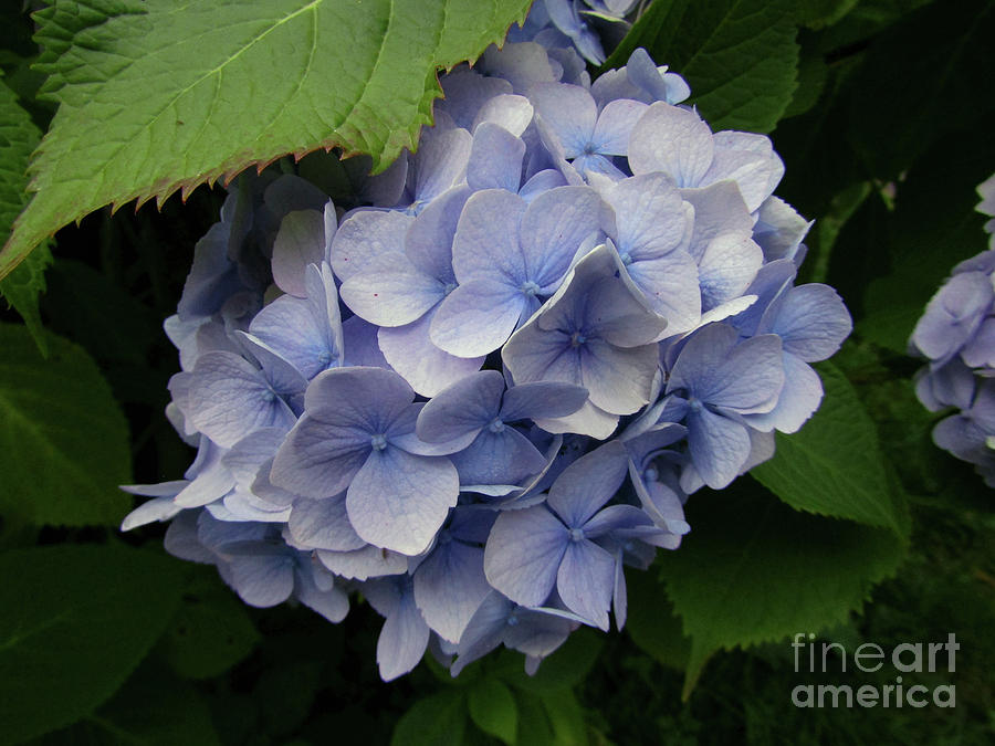 Blue Hydrangea Blooms Photograph by Kim Tran