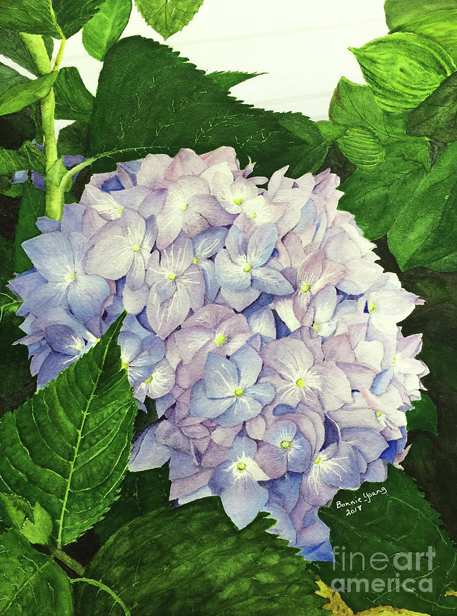 Blue Hydrangea Painting by Bonnie Young