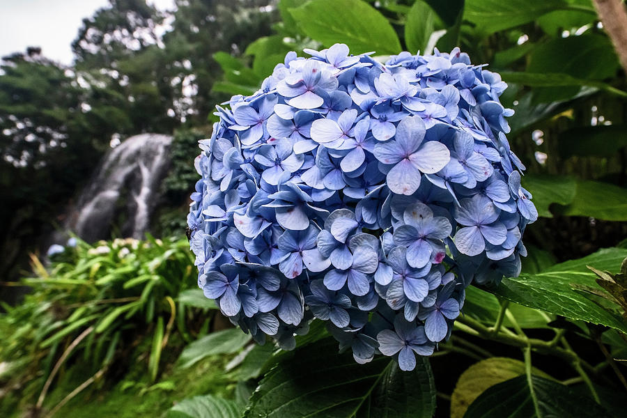 Blue Hydrangea by waterfall Photograph by Sven Brogren